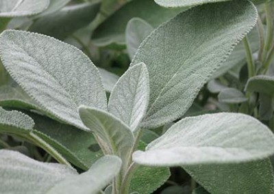 Salbei